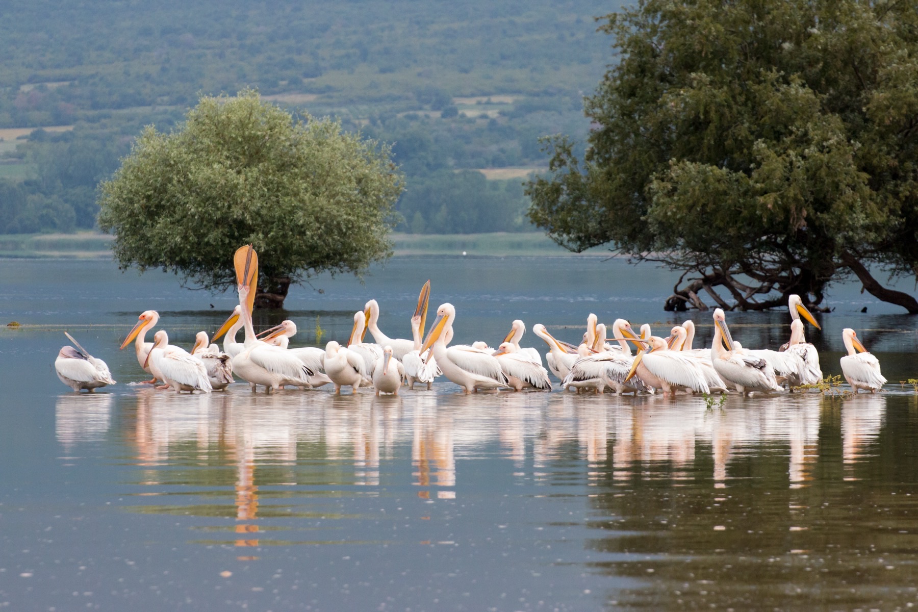 Flocks of pelicans on Lake Kerkini, below Ano Poroia